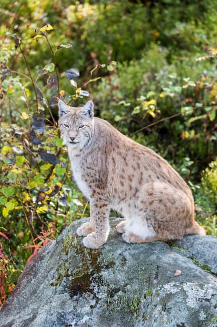 Rovaniemi: Ranua Wildlife Park Day Trip - Private Van Pickup From Rovaniemi, Done Right