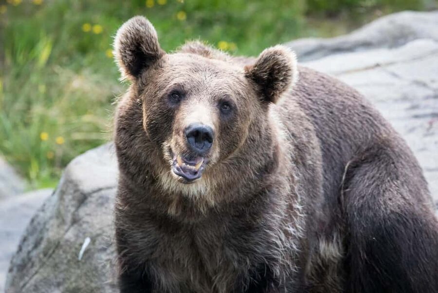 Rovaniemi: Ranua Wildlife Park Day Trip - Ranua Wildlife Park in 3 Hours: Forest Paths, Exhibits, and a Guided Pace