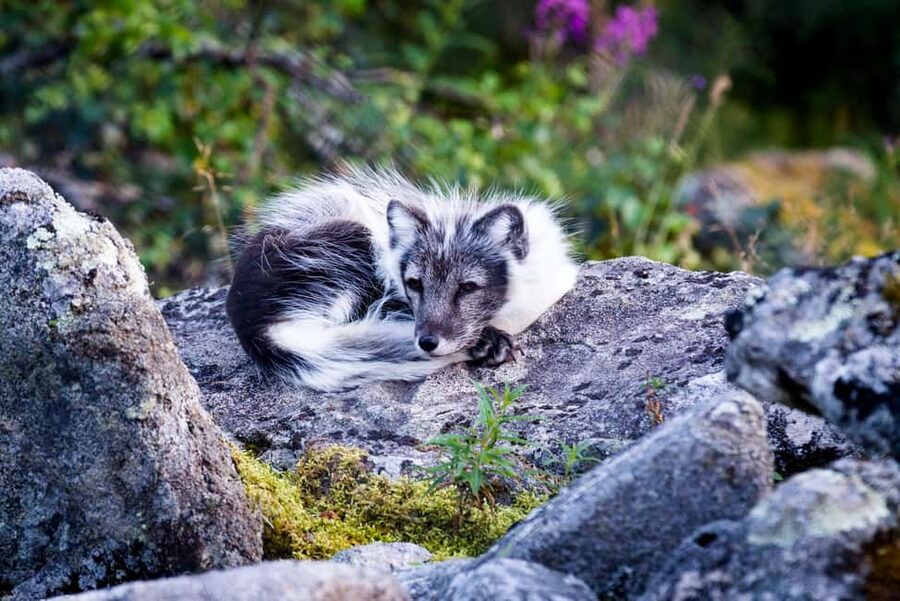 Rovaniemi: Ranua Wildlife Park Day Trip - The Arctic Animal Lineup: Polar Bears, Otters, and Arctic Foxes