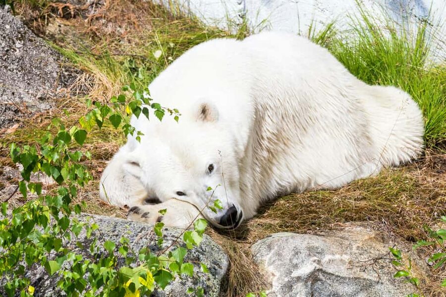 Rovaniemi: Ranua Wildlife Park Day Trip - Wildlife Viewing With Less Fuss: Why the Guide Changes Everything