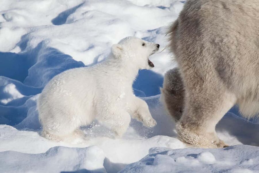 Rovaniemi: Ranua Wildlife Park Day Trip - The Drive Through Lapland: Views and Real Stories From Your Guide