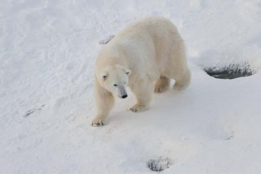 Rovaniemi: Ranua Wildlife Park Experience - The guided visit that actually helps you spot animals