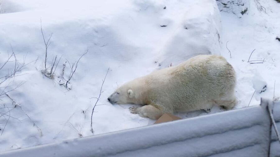 Rovaniemi: Ranua Wildlife Park Tour with Photos & Guide - Key highlights to know before you go