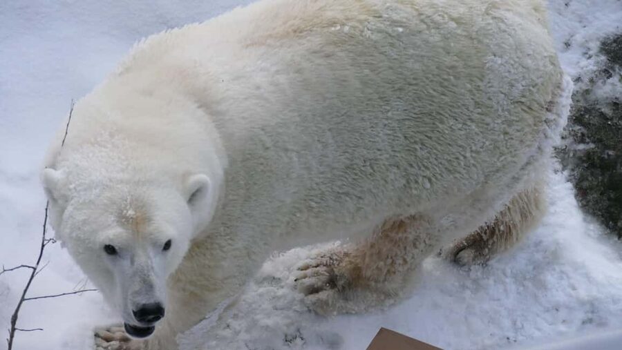Rovaniemi: Ranua Wildlife Park Tour with Photos & Guide - Rovaniemi to Ranua, what a 6-hour winter day really means