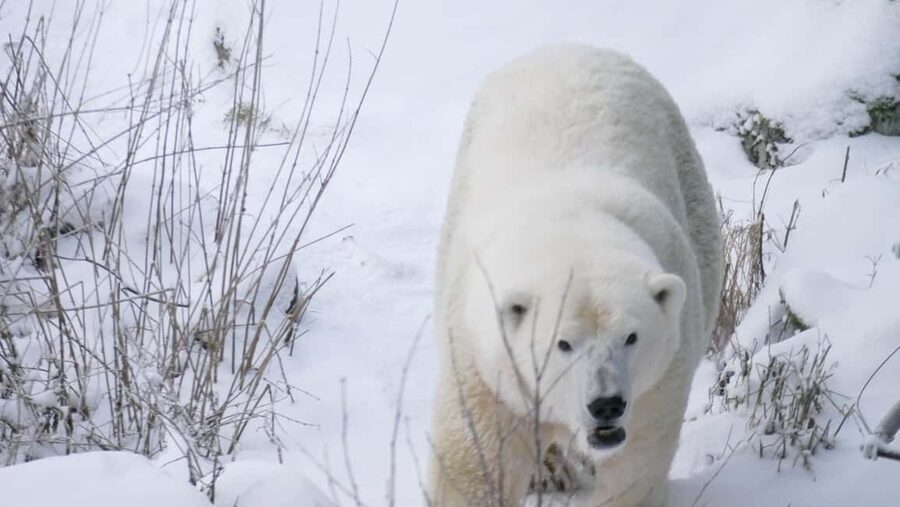 Rovaniemi: Ranua Wildlife Park Tour with Photos & Guide - Ranua Wildlife Park basics, the northernmost zoo and its Arctic cast