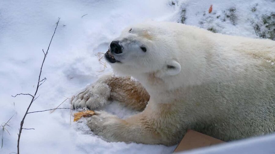 Rovaniemi: Ranua Wildlife Park Tour with Photos & Guide - Meet Timo Tapaninen, and why a local guide changes everything