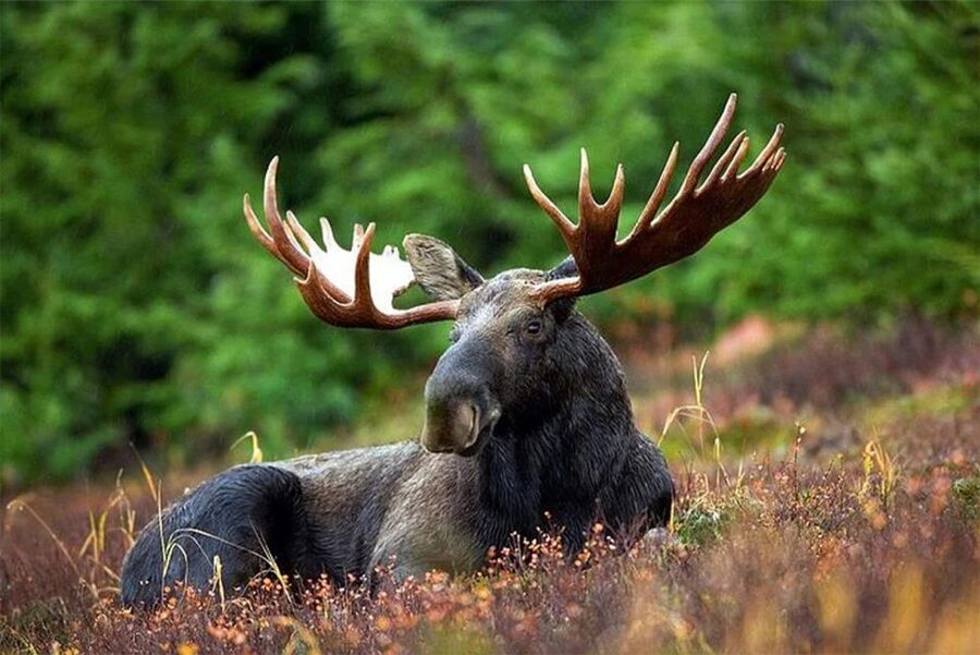 Rovaniemi: Ranua Zoo Entry Ticket with BBQ Picnic - Key takeaways before you go
