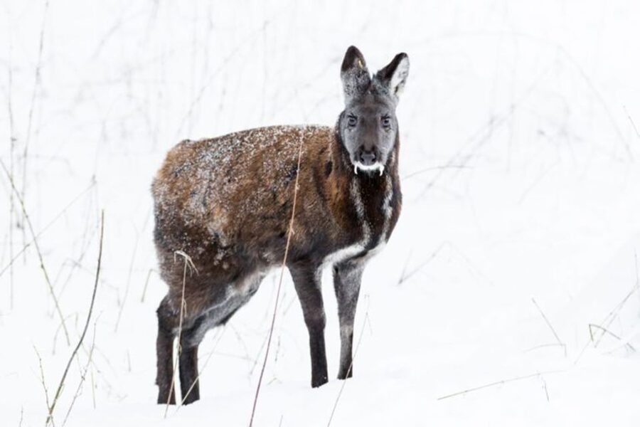 Rovaniemi: Ranua Zoo Ticket with Walking Tour and Lunch - Key Things You Should Know Before Going
