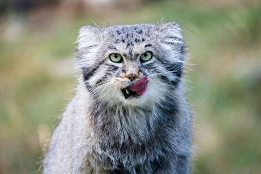 Rovaniemi: Ranua Zoo Ticket with Walking Tour and Lunch - Who Should Book This Ranua Zoo Tour, and Who Might Want a Different Plan
