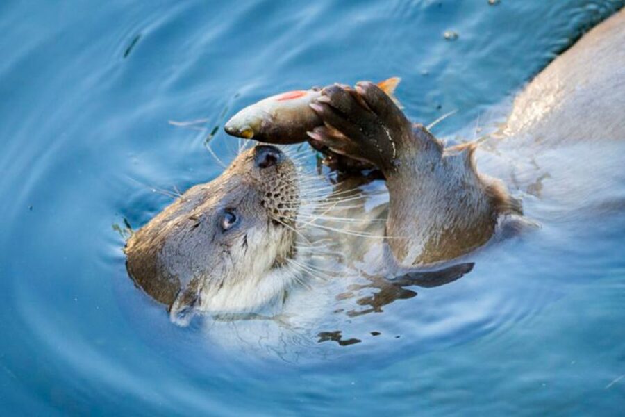 Rovaniemi: Ranua Zoo Ticket with Walking Tour and Lunch - Ranua Zoo With Lunch: Why This 5-Hour Format Fits Arctic Reality