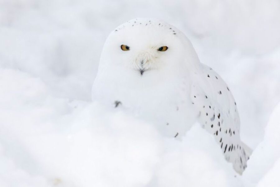 Rovaniemi: Ranua Zoo Ticket with Walking Tour and Lunch - Getting In: Tickets, a Map, and a Self-Guided 1.5-Hour Visit