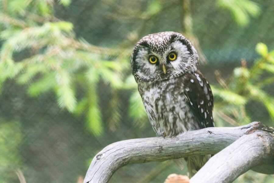 Rovaniemi: Ranua Zoo Ticket with Walking Tour and Lunch - Arctic Wildlife at Ranua Zoo: What You’ll See and What to Expect