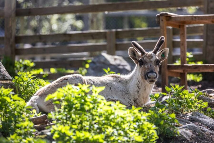 Rovaniemi: Ranua Zoo Ticket with Walking Tour and Lunch - Lunch Inside the Zoo: Comfort Food Without the Extra Planning