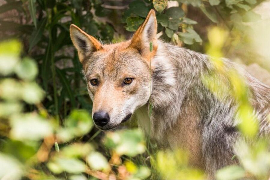 Rovaniemi: Ranua Zoo Ticket with Walking Tour and Lunch - Tips to Stay Warm and Spot More Animals (Without Freezing Your Fun)