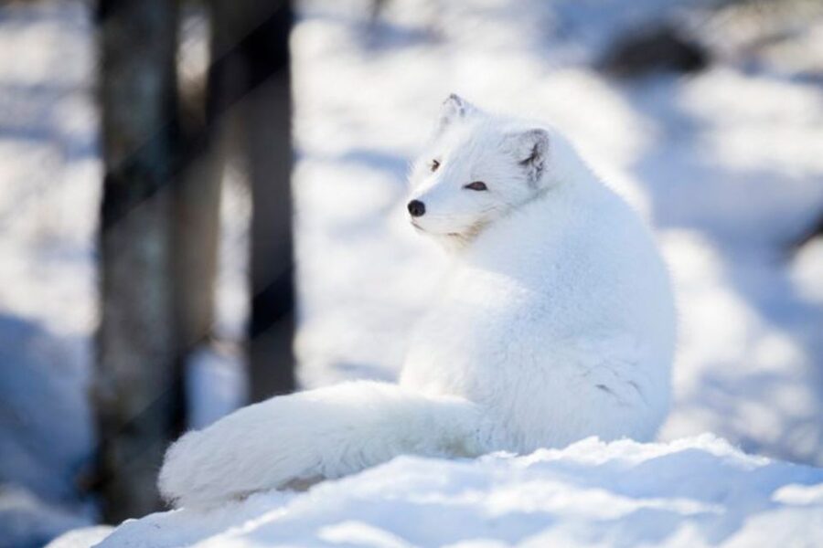Rovaniemi: Ranua Zoo Ticket with Walking Tour and Lunch - Price and Value: Is $152 Per Person Worth It?