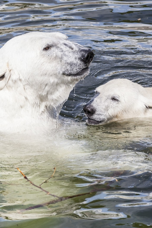 Rovaniemi: Ranua Zoo Visit with Lunch - Ranua Zoo in Lapland: the Arctic Animals You Actually Can See