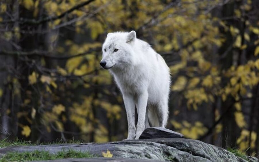 Rovaniemi: Ranua Zoo Visit with Lunch - Price and value: when $258 per person makes sense