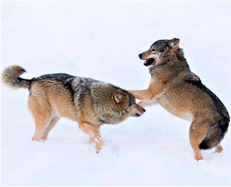 Rovaniemi: Ranua Zoo Wildlife Park Tour with hotel pickup - Key highlights you should actually care about