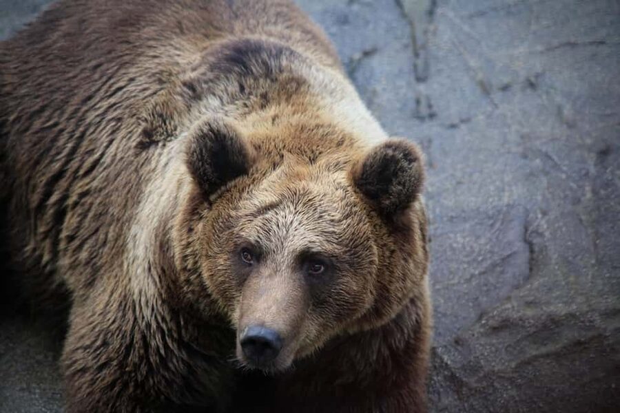 Rovaniemi: Ranua Zoo Wildlife Park Tour with hotel pickup - Rovaniemi to Ranua Zoo Wildlife Park: the pickup that saves your energy