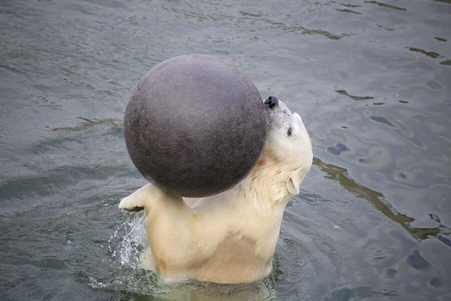 Rovaniemi: Ranua Zoo Wildlife Park Tour with hotel pickup - The zoo walk itself: seeing Arctic animals in their natural habitats