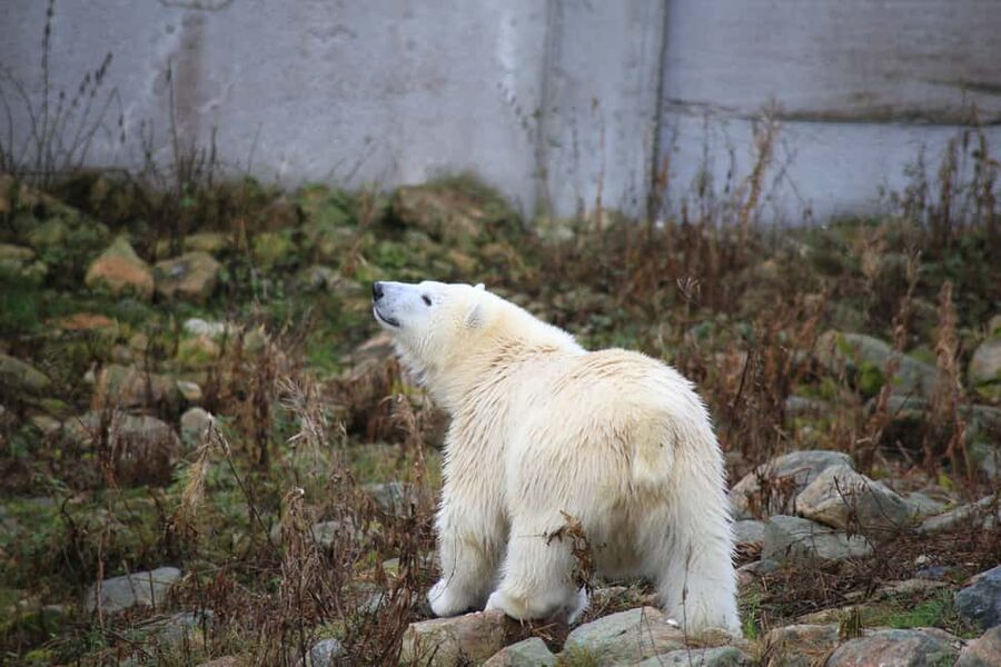 Rovaniemi: Ranua Zoo Wildlife Park Tour with hotel pickup - Arriving at the park: how the entrance, tips, and trail pacing work