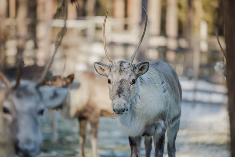Rovaniemi: Reindeer Experience with Sleigh Ride - Key things to know before you go