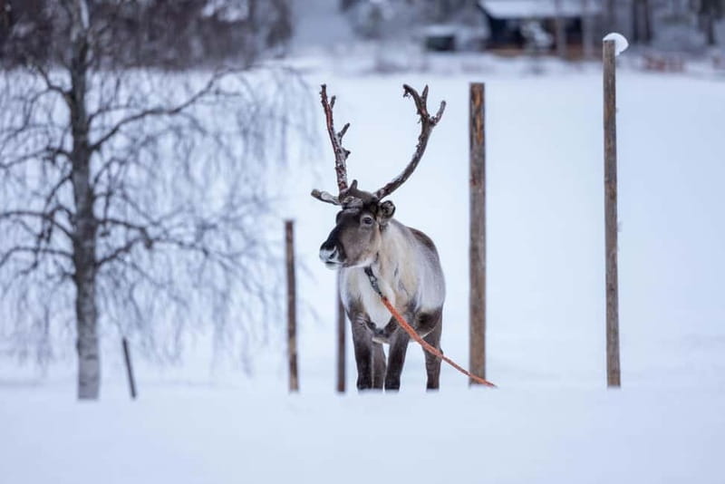 Rovaniemi: Reindeer Experience with Sleigh Ride - Your Lapland reindeer day starts with pickup in Rovaniemi
