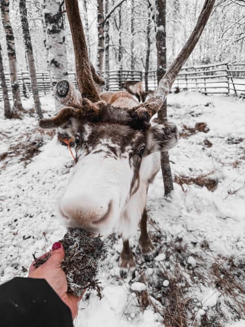 Rovaniemi: Reindeer Experience with Sleigh Ride - Logistics to plan for: groups, timing, and what can feel rushed