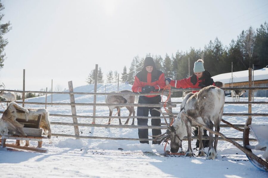 Rovaniemi: Reindeer Experience with Sleigh Ride - Who should book this reindeer sleigh experience, and who should skip it