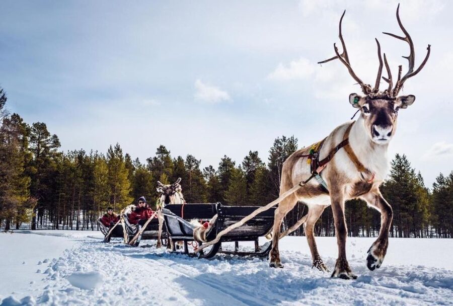 Rovaniemi: Reindeer Farm Tour with Sledge Ride & Pickup - Key Things You Will Notice on This Tour
