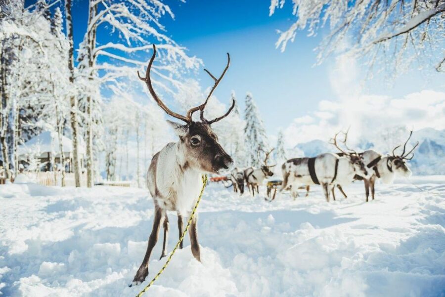 Rovaniemi: Reindeer Farm Tour with Sledge Ride & Pickup - Pickup in Rovaniemi, and Why It Makes the Trip Feel Easy