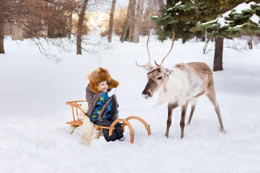 Rovaniemi: Reindeer Farm Tour with Sledge Ride & Pickup - Feeding and Petting Reindeer: How to Do It Like You Mean It