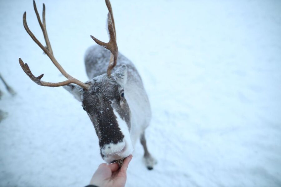 Rovaniemi: Reindeer Farm Tour with Sledge Ride & Pickup - Warming Up in the Herders’ House: Coffee, Tea, and Comfort Food