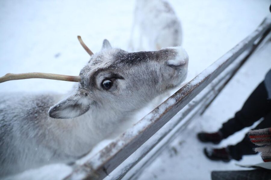 Rovaniemi: Reindeer Farm Tour with Sledge Ride & Pickup - Real-World Guide Quality: Aleks, Angelo, and Alex