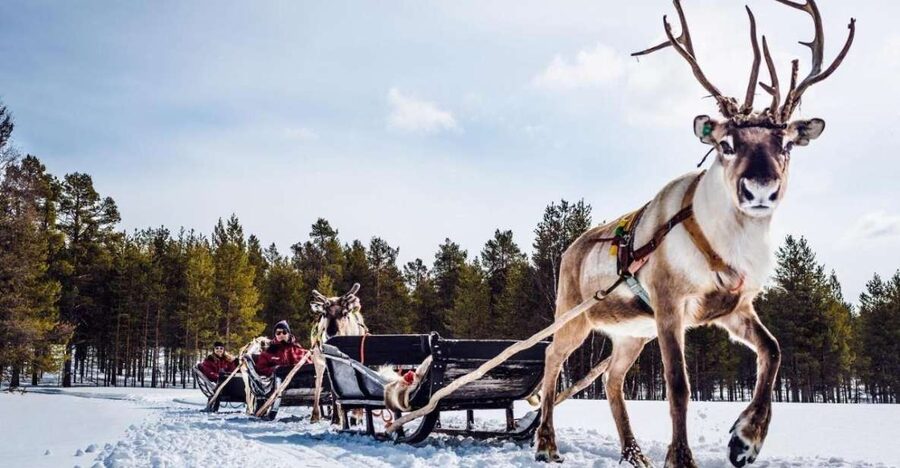 Rovaniemi: Reindeer Farm Tour with Sledge Ride & Pickup - The Old Reindeer Farm Feel: Herders, Enclosures, and Real Animal Time