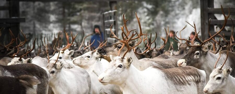 Rovaniemi: Reindeer Farm Visit and Sleigh Ride with transfer - Key points to know before you go