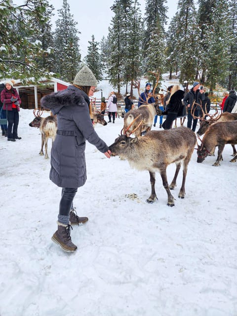 Rovaniemi: Reindeer Farm Visit and Sleigh Ride with transfer - Getting to the reindeer farm: transfers that keep your day from getting messy