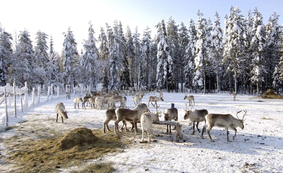 Rovaniemi: Reindeer Farm Visit and Sleigh Ride with transfer - The wooden sleigh ride: excitement, but set expectations on distance