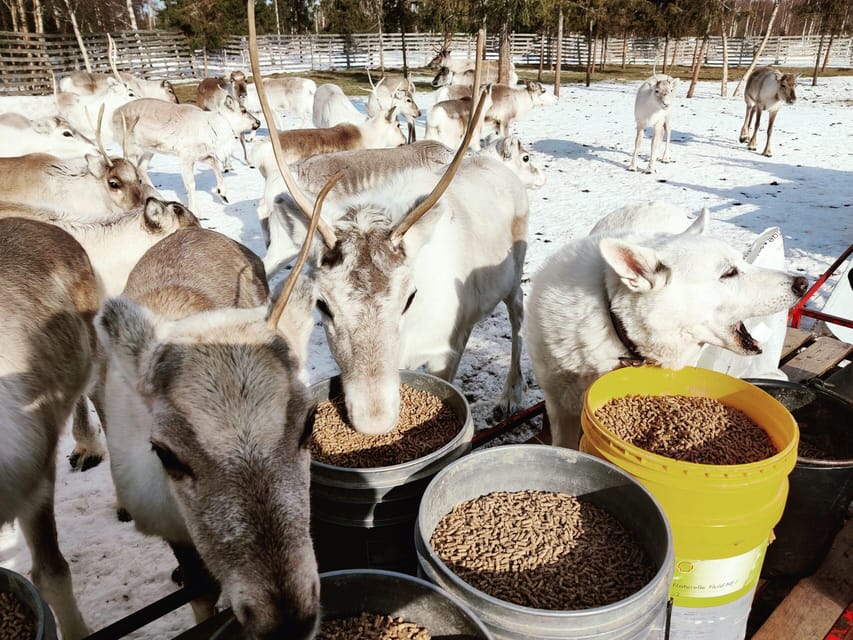 Rovaniemi: Reindeer Farm Visit and Sleigh Ride with transfer - Kota-hut storytelling: the part that adds meaning after the ride