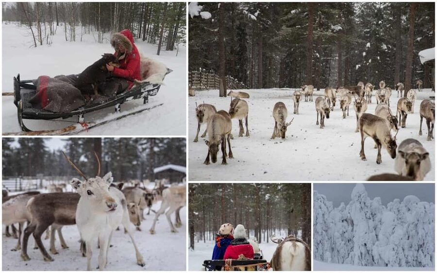 Rovaniemi: Reindeer Farm Visit and Sleigh Ride with transfer - Price and value: what $117 really buys you