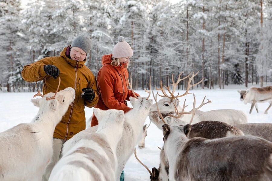 Rovaniemi: Reindeer Farm Visit and Sleigh Ride with transfer - Timing and the 2-hour window, what to expect in real time