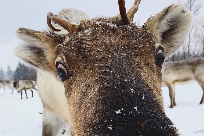 ROVANIEMI: Reindeer Farm Visit and Walking - Key Highlights You’ll Notice Right Away
