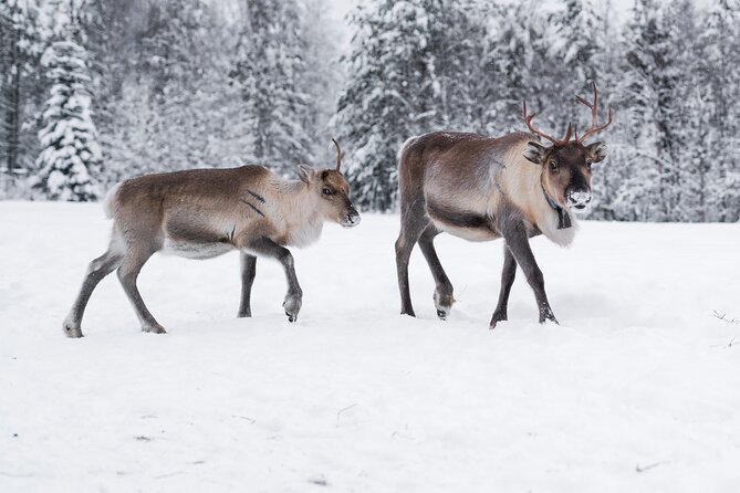 ROVANIEMI: Reindeer Farm Visit and Walking - The Feel: A Working Reindeer Farm, Not a Factory Tour