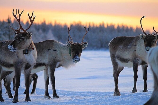 ROVANIEMI: Reindeer Farm Visit and Walking - Stop 1: Meet the Reindeer in Their Own Snowy World