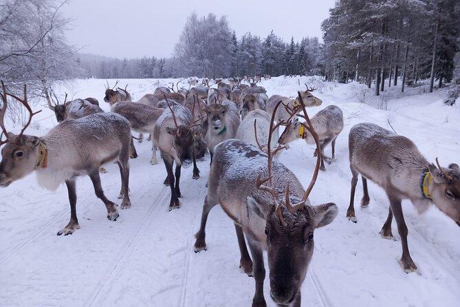 ROVANIEMI: Reindeer Farm Visit and Walking - Warm-Up by the Fire: Hot Drinks, Snacks, and Real Stories