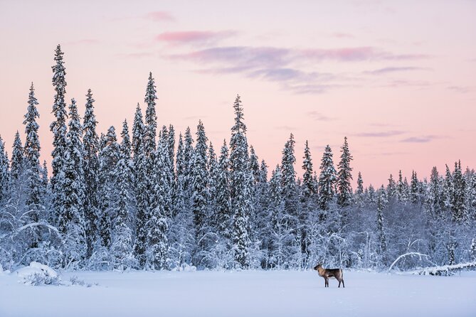 ROVANIEMI: Reindeer Farm Visit and Walking - What It Costs, and Whether It Feels Worth It