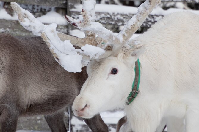 ROVANIEMI: Reindeer Farm Visit and Walking - What to Wear in Rovaniemi: The Part That Can Make or Break Comfort