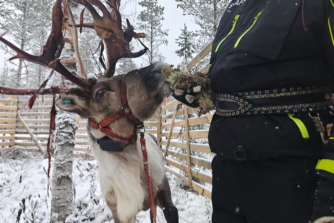 ROVANIEMI: Reindeer Farm Visit and Walking - Who This Tour Suits Best