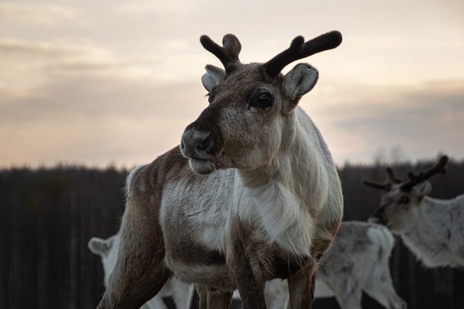 ROVANIEMI: Reindeer Farm Visit and Walking - Getting There From Rovaniemi, and Why the Drive Matters