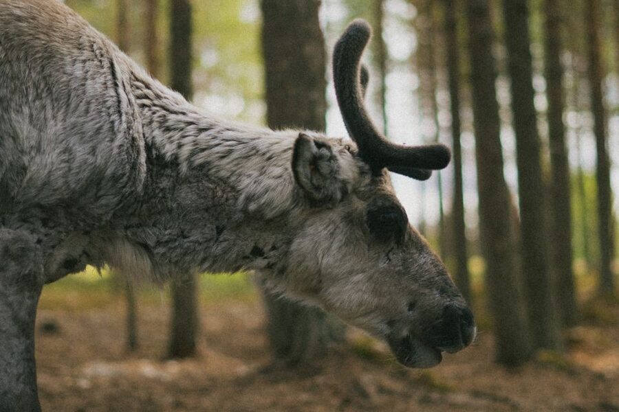 Rovaniemi: Reindeer Farm Visit with Photographer - Small Group Format in Rovaniemi, and Why It Matters at the Farm
